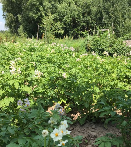 Зараженный картофель выявили на двух участках в Арзамасском районе