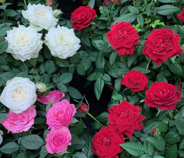 Партию зараженных горшечных роз привезли в Нижегородскую область