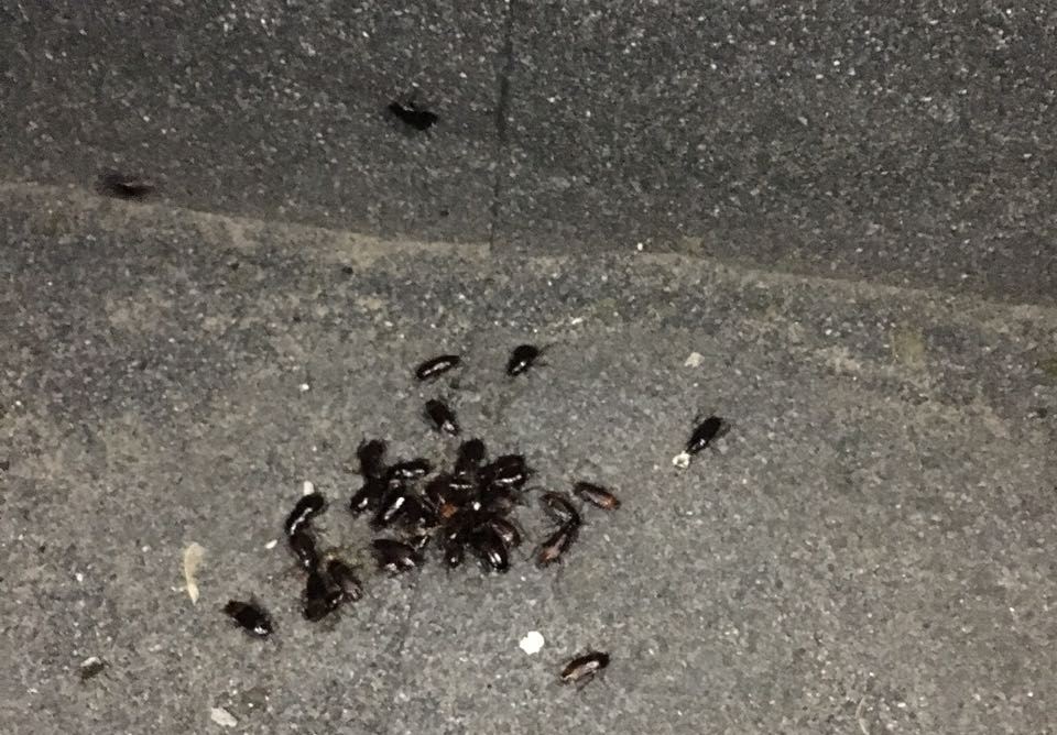 Полчища огромных тараканов напугали жителей улицы Трудовой