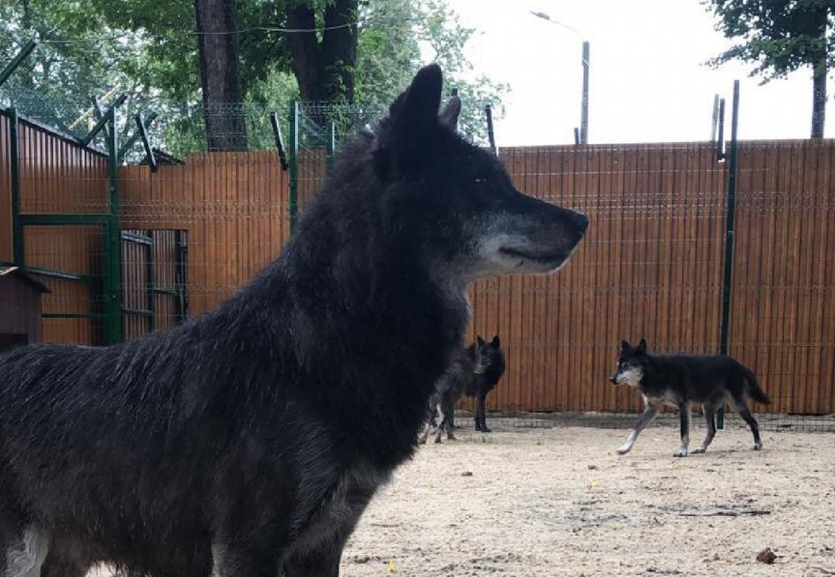 Шесть волков из нижегородской «Швейцарии» переехали в балахнинский зоопарк