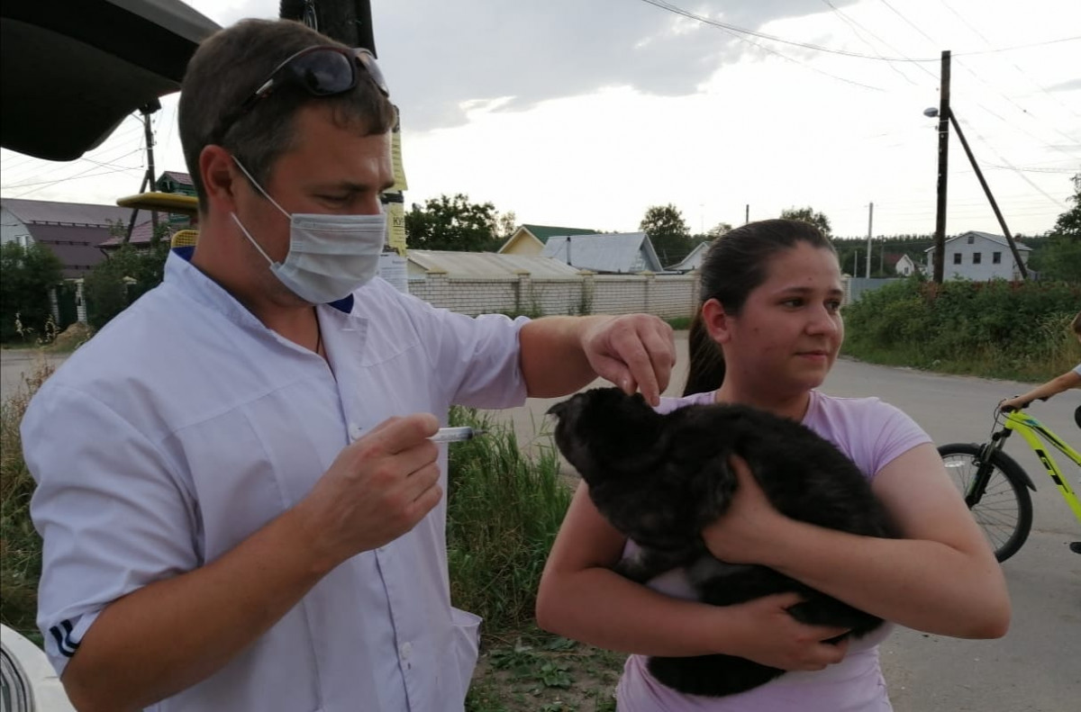 Бесплатная вакцинация животных против бешенства продолжается в Нижнем Новгороде