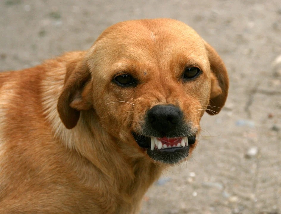 Бойцовская собака напала на хозяев в Дзержинске