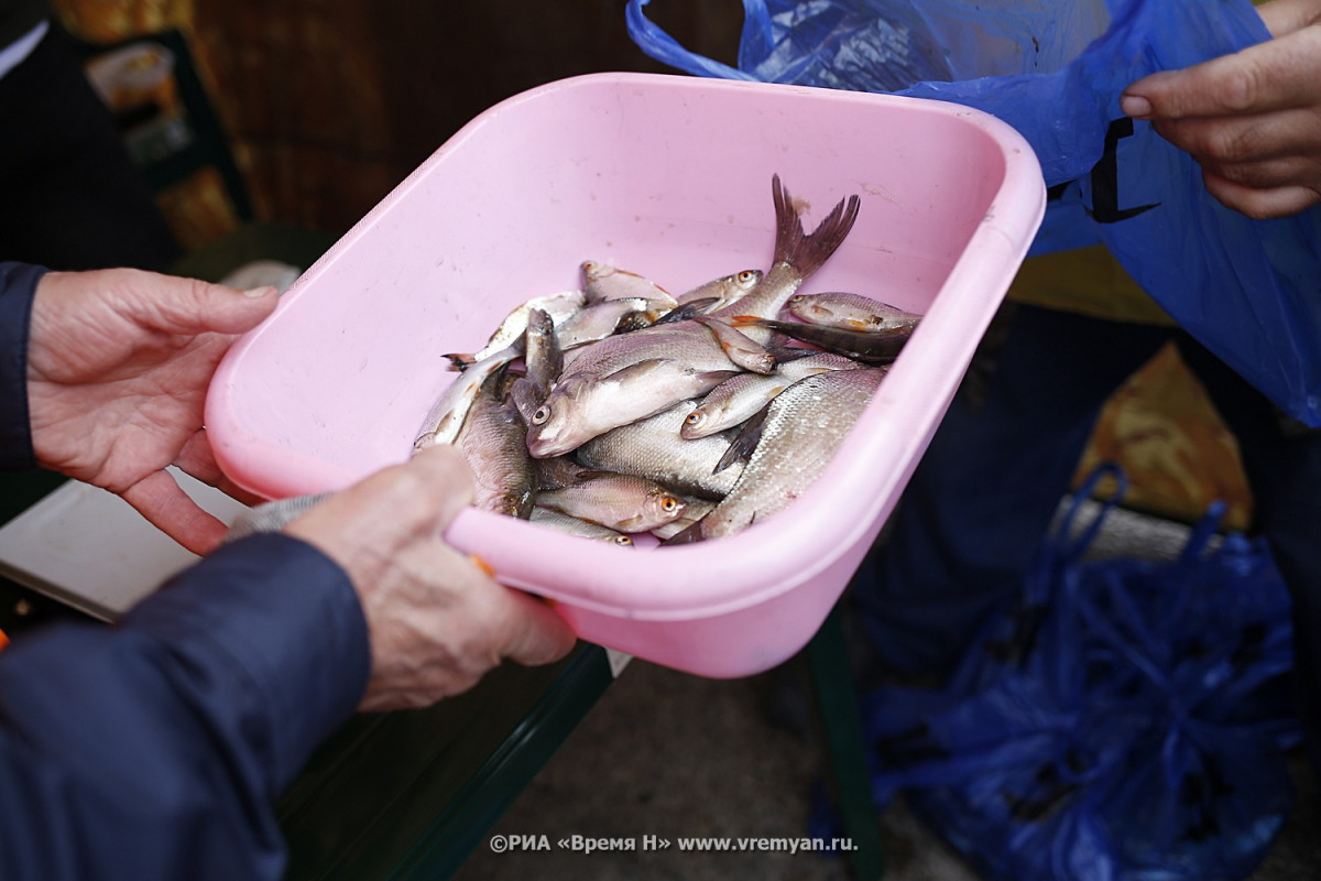Зарыбление сделали в рыбоводном хозяйстве у деревни Чуварлей в Дальнеконстантиновском районе