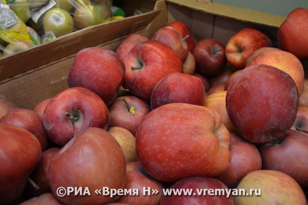 Нижегородские аграрии получили первый урожай яблок в новых садах