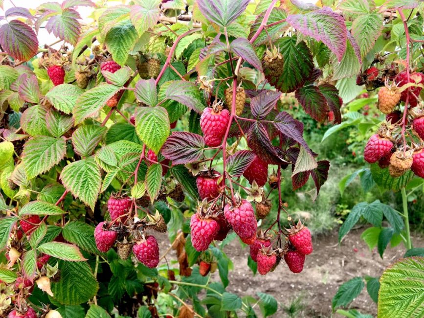 80 гектаров плодовых культур заложат нижегородские аграрии в 2020 году