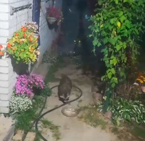 Енотовидная собака заглянула в гости к нижегородцам в Сормовском районе