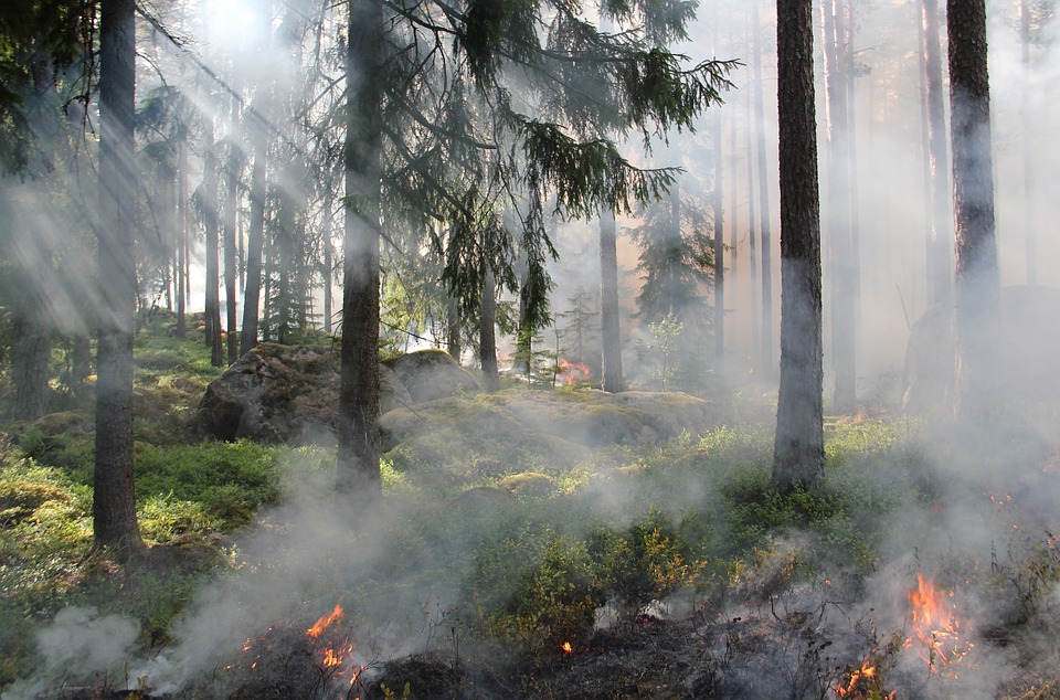 Торфяной пожар тушат на Бору в районе поселка Ситники