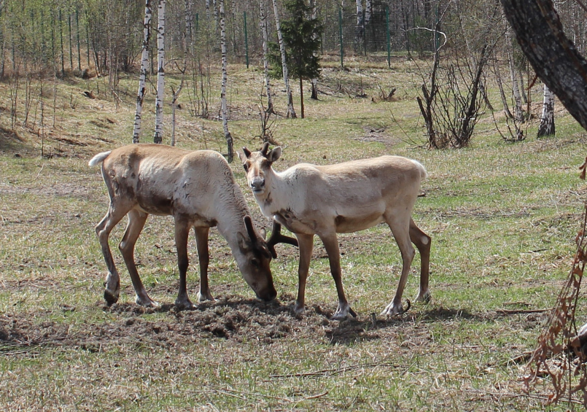 За 6 лет популяция северного оленя в Керженском заповеднике увеличилась до 21 особи