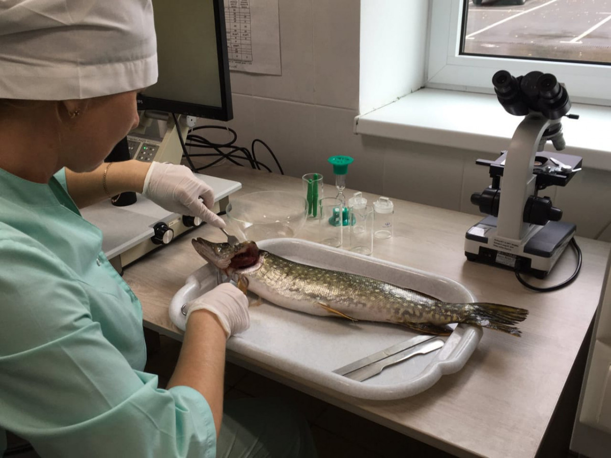 Более 18 тысяч экспертиз рыбы провели на нижегородских рынках