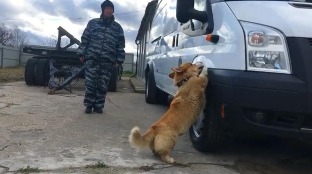 Нижегородский корги-полицейский решил вернуться на службу