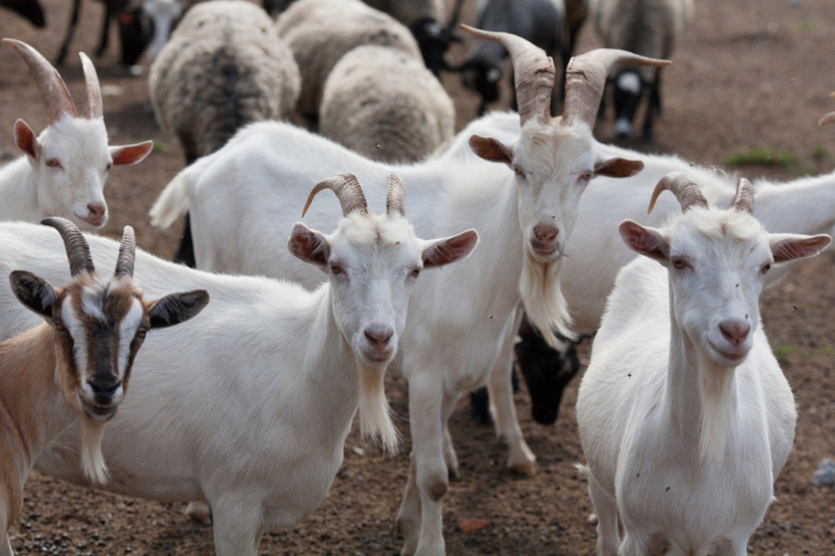 Численность овец и коз увеличилась на 11% в Нижегородской области