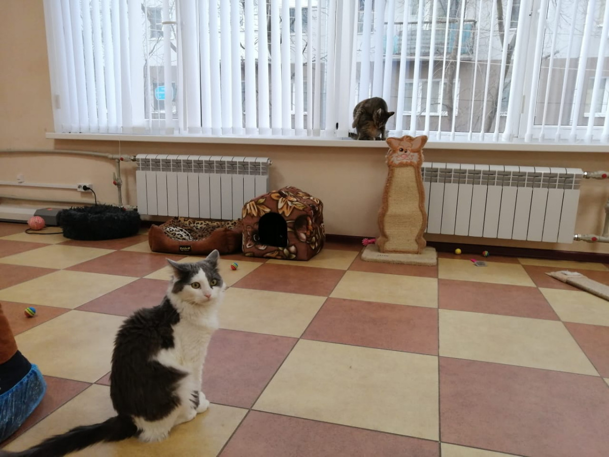 Приокчане собрали 120 кг кормов для бездомных животных