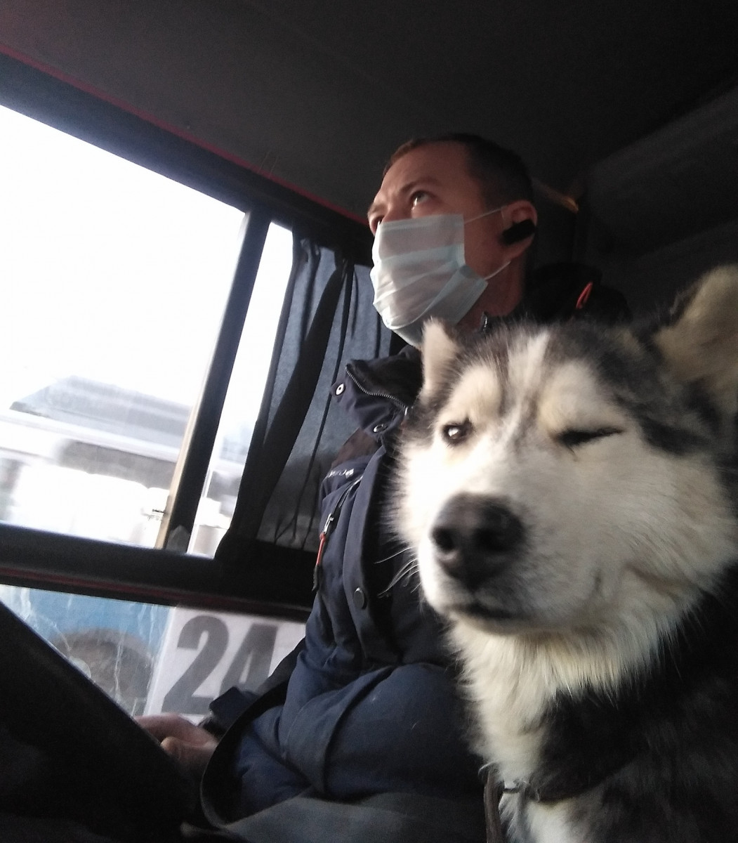 Водитель нижегородской маршрутки рассказал подробности о «хаски-кондукторе»