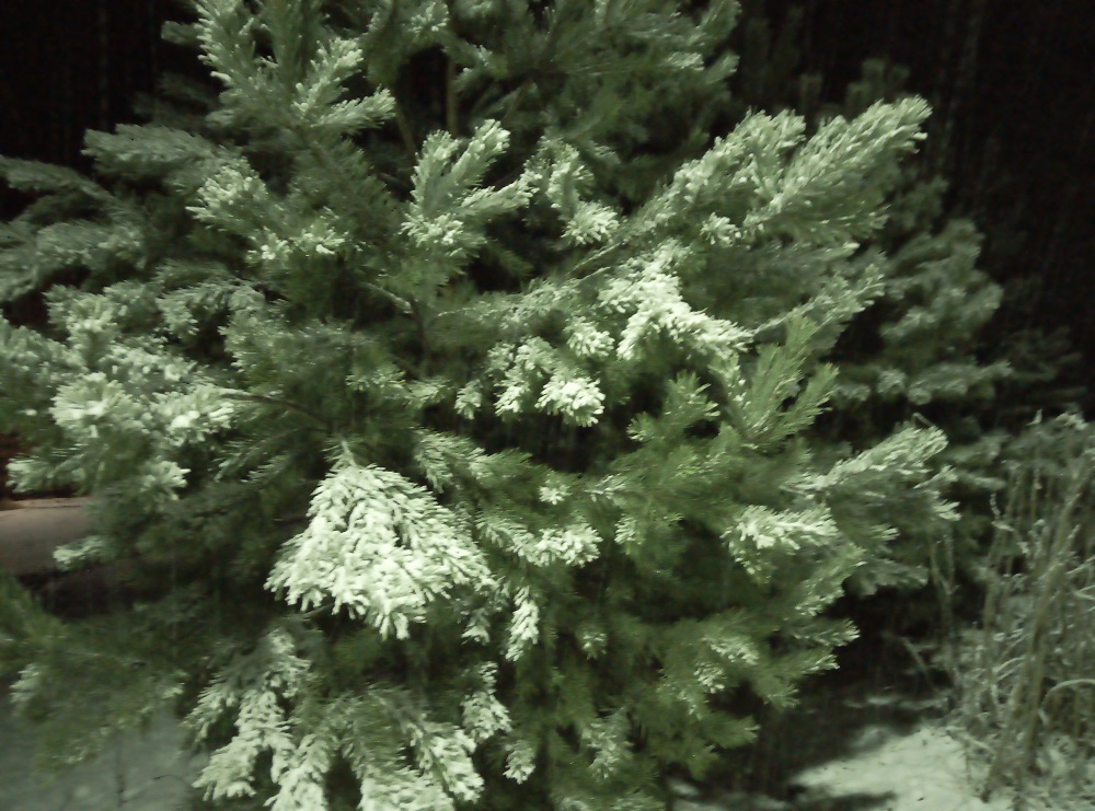 Рубка новогодних елок началась в нижегородских лесничествах
