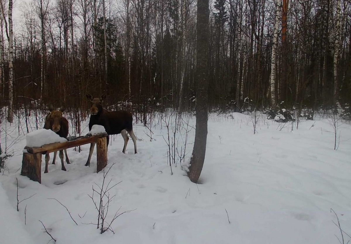 Новые сроки охоты на лосей установили в Нижегородской области