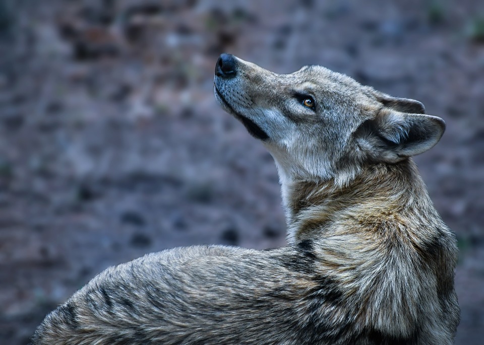 Охотники убили стаю волков в Уренском районе