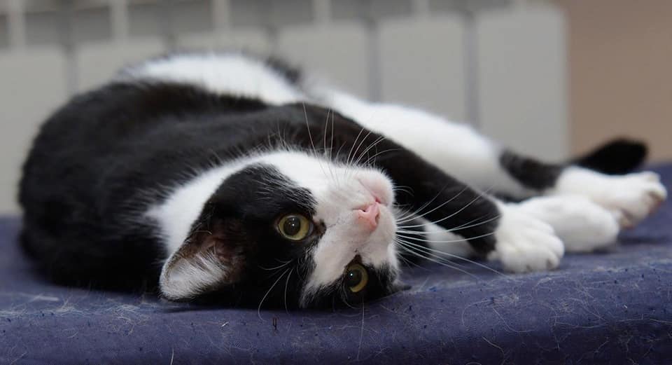 Умирающая нижегородка пытается пристроить 60 кошек, живущих у нее в квартире