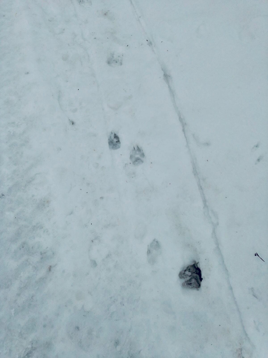 Волки начали нападать на домашних животных в Шахунском районе