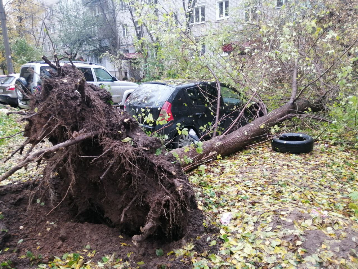 Жители улицы Козицкого второй день страдают без света из-за упавшего дерева
