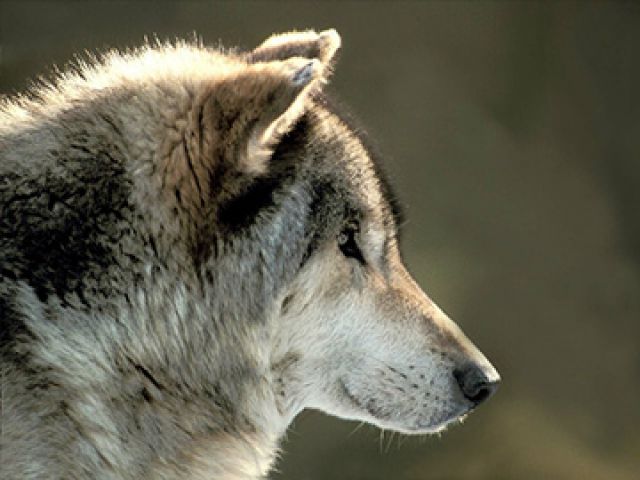 Волки сбежали из частного питомника в Нижнем Новгороде