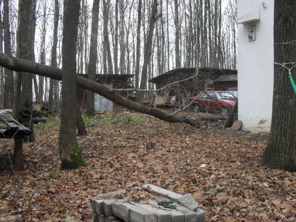 дерево упало