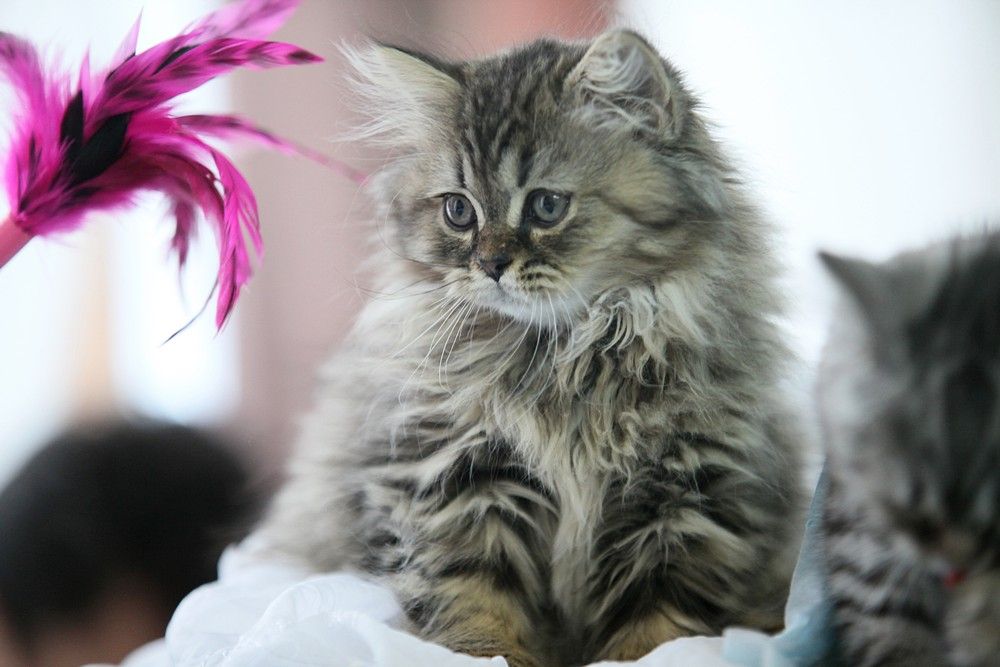 Выставка кошек.14