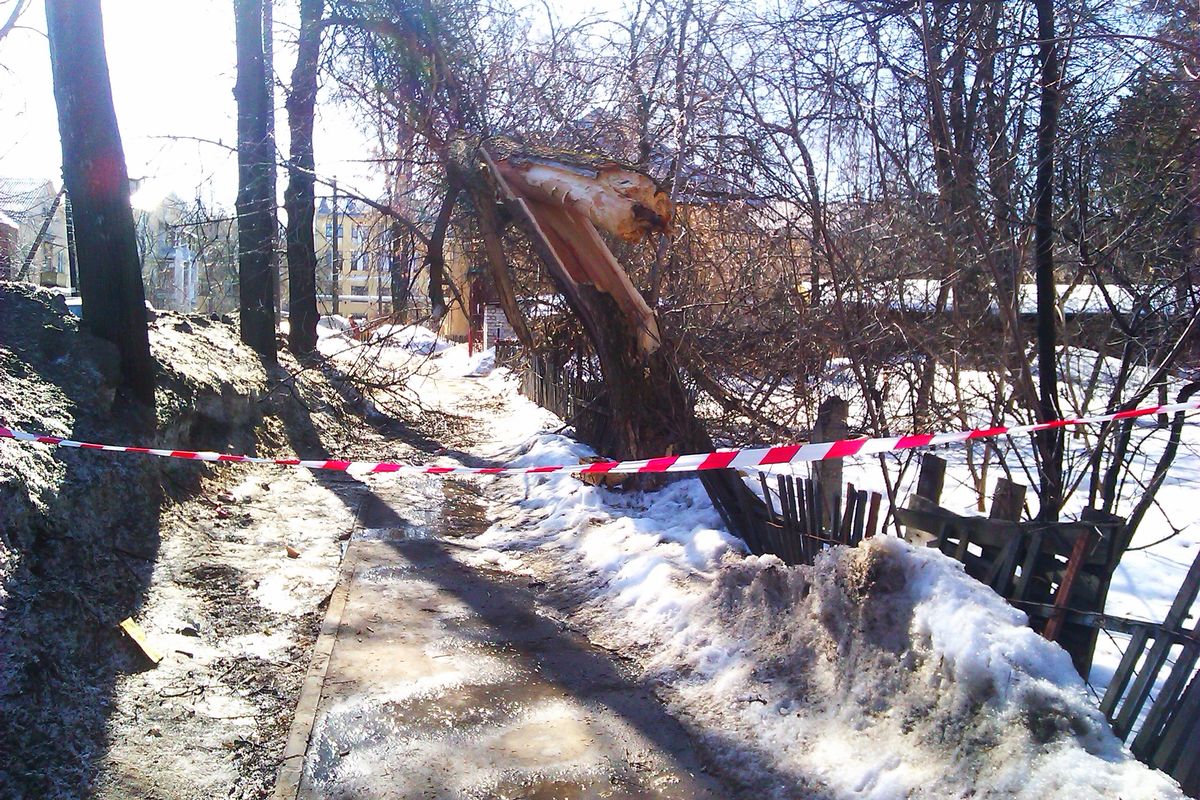 дерево нависло