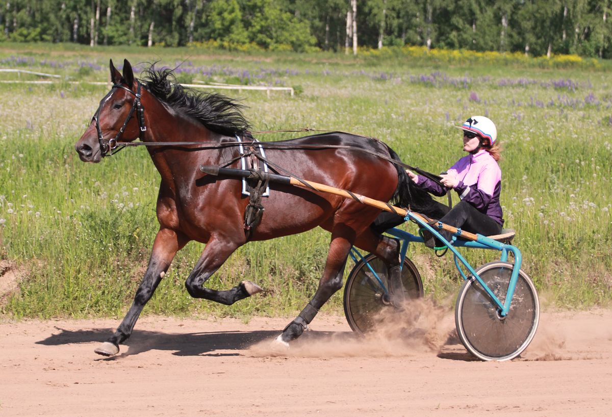 приокский район нижний новгород ипподром. ипподром нижний новгород щербинки. ипподром нижний новгород история. ипподром нижний новгород. нижегородский ипподром.