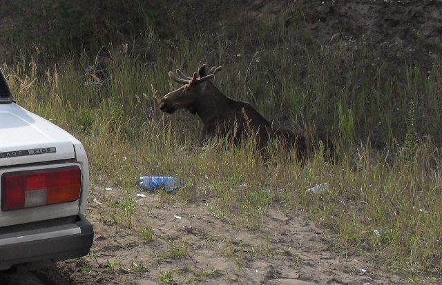 Нижегородский лось. Лось в Дивееве в Нижегородской области. Сбили лося в Нижегородской области. Лоси Псковской области.