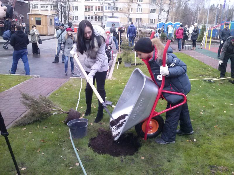 гагаринские высоты. деревья.1