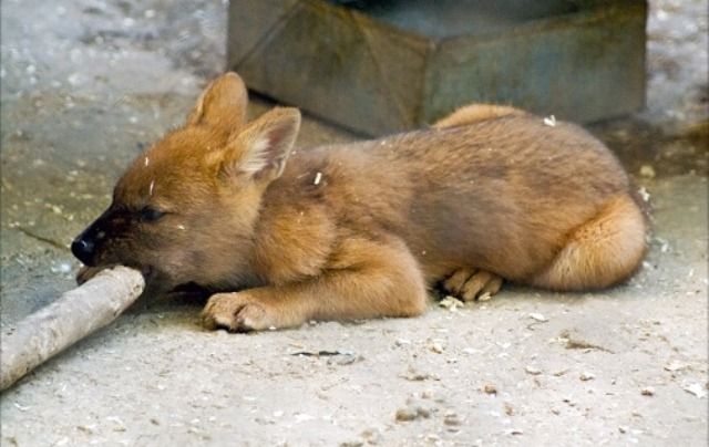 красный волчонок