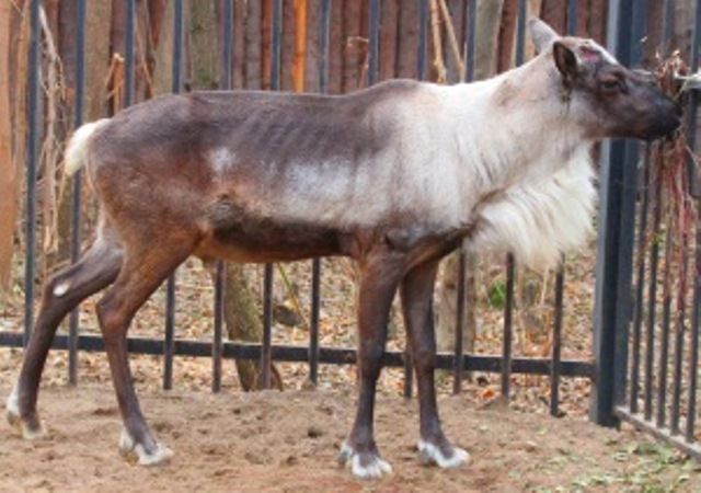 олень безрогий
