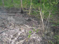 Лесной пожар