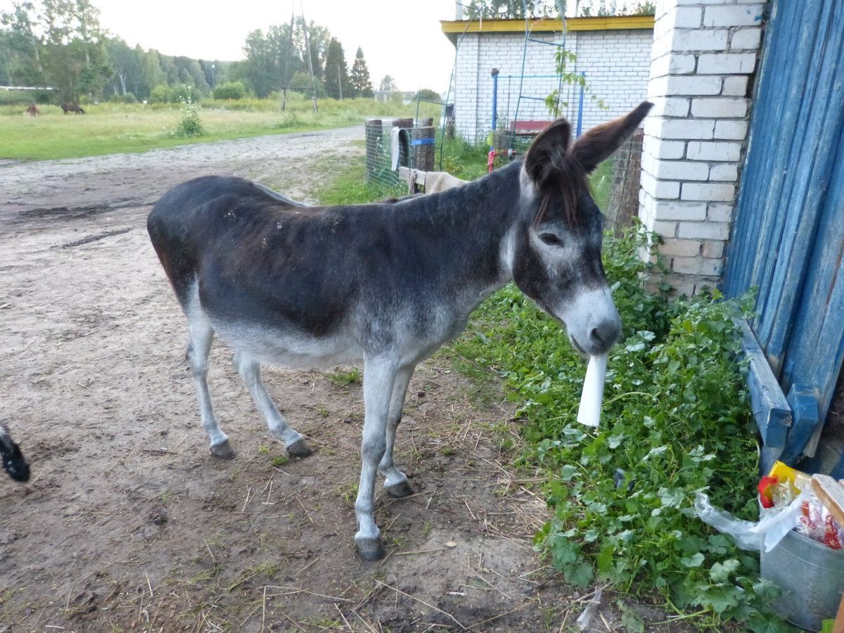 Ослик пропал