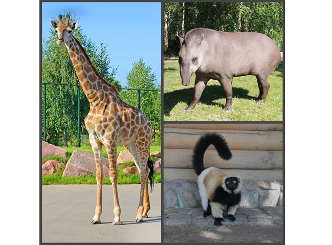 В вольере со зверем. Акция