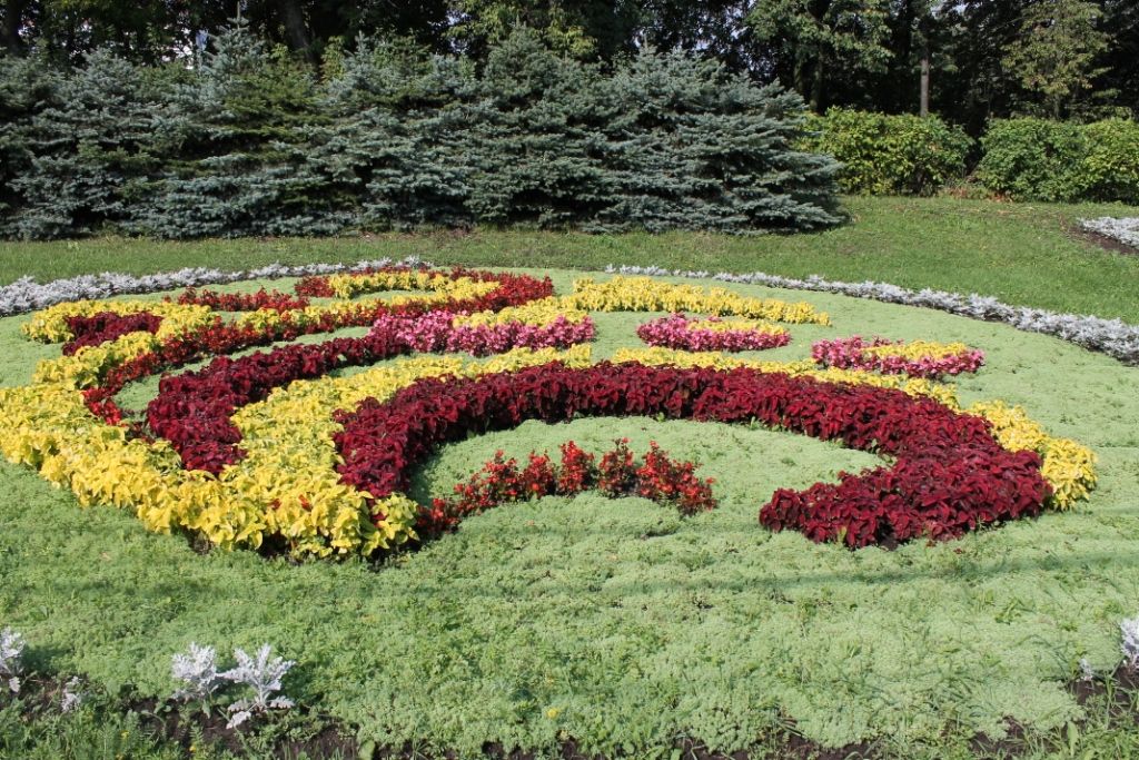 цветы клумбы 5