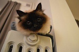 отопление батарея 3