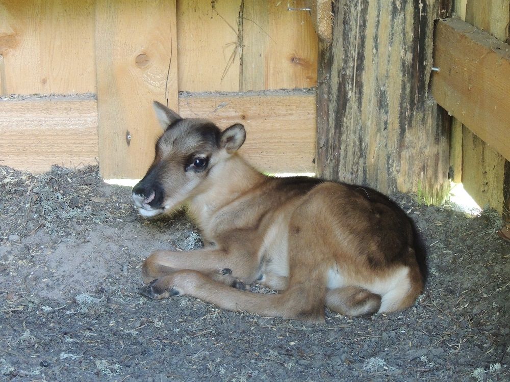 Северный олененок в Керженском заповеднике 2