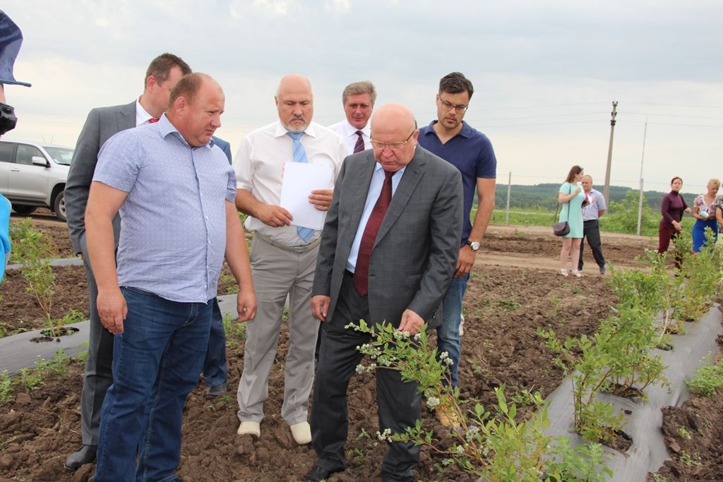 Клубника Сергач Шанцев 4