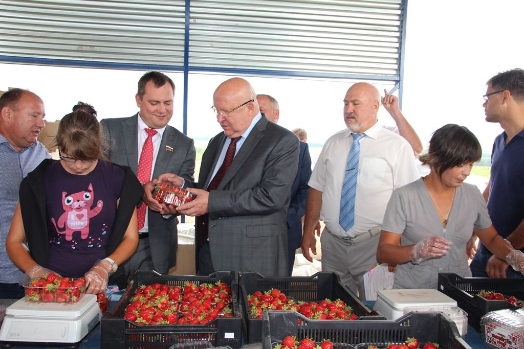 Клубника Сергач Шанцев 2