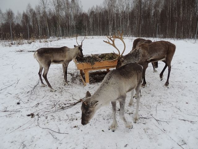 керженский игнат сбросил рога 1