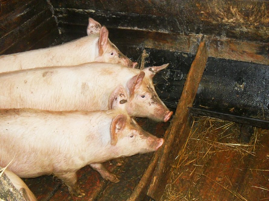 петровский. свинокомплекс сергач. правдинское свинопроизводство калининград. свинокомплекс петровский ивановская область. ангары для поросят.