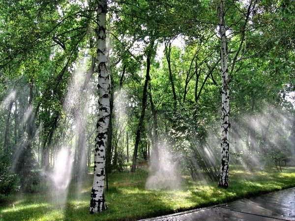 летний дождь парк