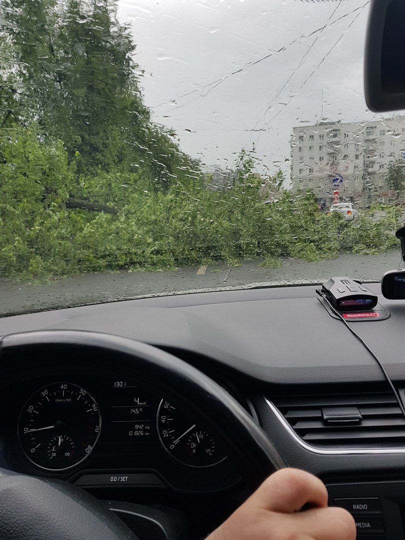 Дерево на Горького