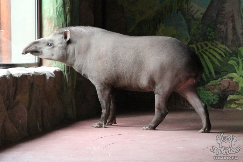 тапир лимпопо зоопарк