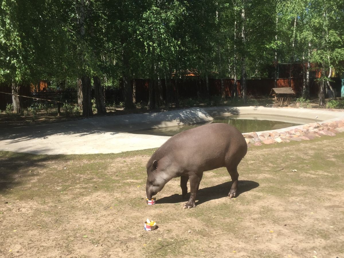 Тапир гадает Аргентина-Англия 2