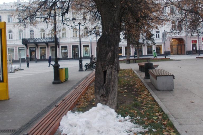 Подрядчика для вырубки аварийных деревьев выбрали в Нижегородском районе