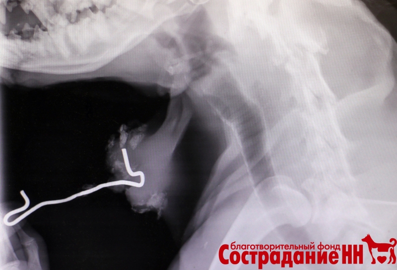 Пса с вросшей в шею проволокой спасли нижегородские волонтеры