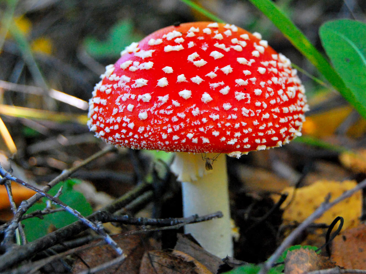 Справочник грибника: ядовитые грибы и ягоды Нижегородской области | Информационное агентство «Время Н»