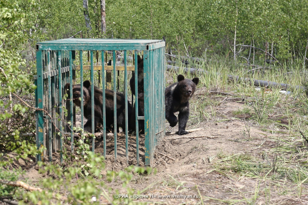 Трех медвежат из нижегородского зоопарка выпустили в Керженский заповедник